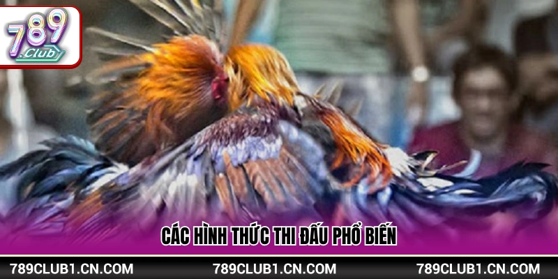 Mẹo Cá Cược Đá Gà Hiệu Quả Từ Kinh Nghiệm Cao Thủ 789Club 3 Các loại hình chọi gà thường gặp nhất